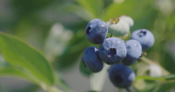 収穫前のブルーベリー作物の閉鎖 — ストック動画