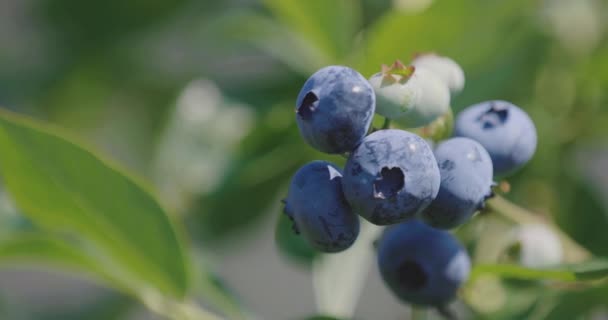 Nahaufnahme Der Blaubeerernte Vor Der Ernte — Stockvideo