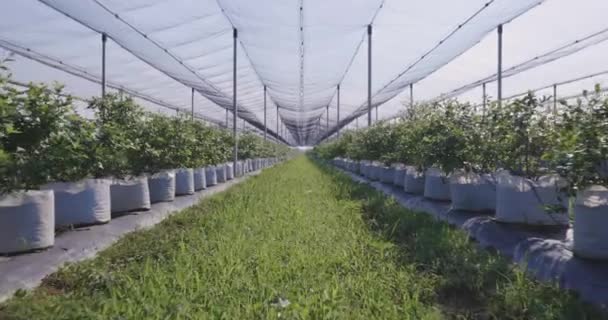 Plantation Bleuets Avec Filet Grêle Juste Avant Récolte — Video