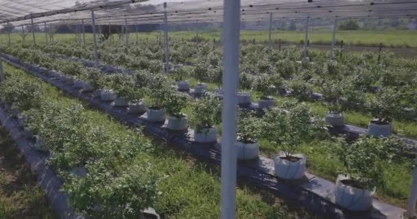 Plantation Bleuets Avec Filet Grêle Juste Avant Récolte — Video