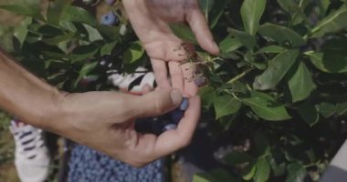 Yabanmersini hasadı toplayan çiftçilerin elleri