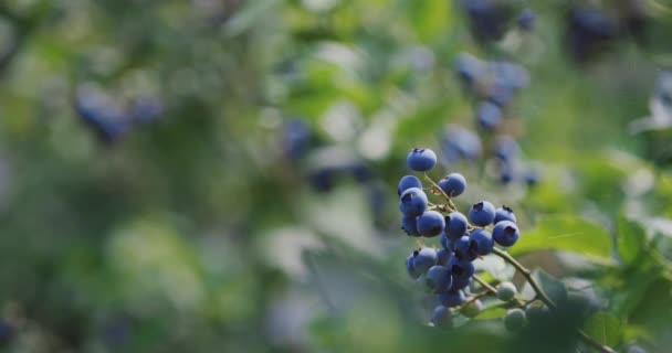 Nahaufnahme Der Blaubeerernte Vor Der Ernte — Stockvideo