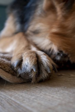 Alman çoban köpeği patisinin tepesinde, yakın plan