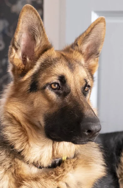 Brązowy i żółty Owczarek niemiecki Close Up Portret — Zdjęcie stockowe