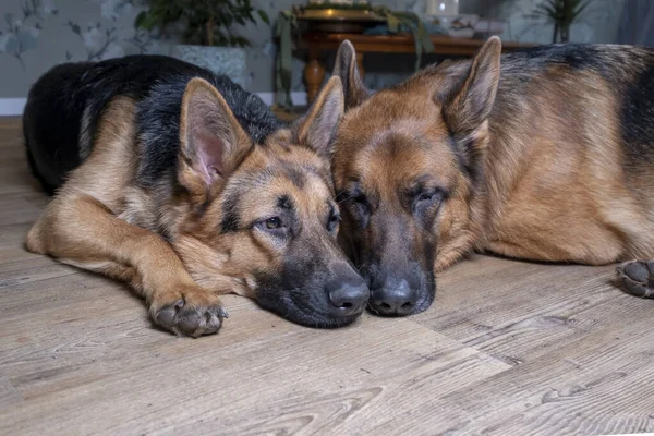 İki Alman Sheppard köpeği yerde birlikte yatıyor.