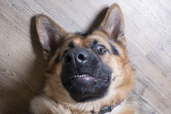 Alman çoban köpeği sırtüstü uzanmış kameraya bakıyordu.