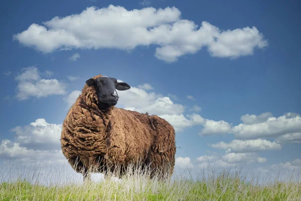 Una oveja navegando hierba fresca en la cima de una colina — Foto de Stock