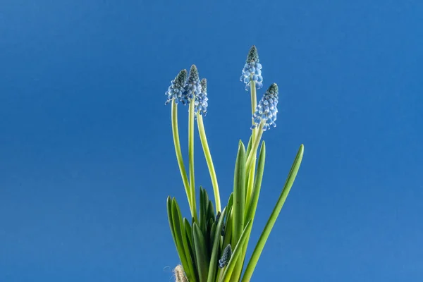 Grape hyacinths in front of blue background — 스톡 사진