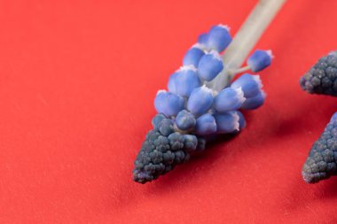 Kırmızı arkaplan önünde üzüm sümbülleri