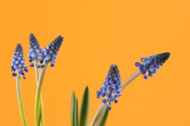 Turuncu arka planda üzüm sümbülleri