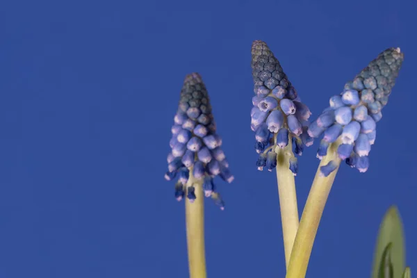 Grape hyacinths in front of blue background — Stock Photo, Image