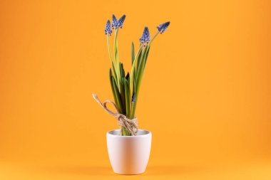 Turuncu arka planda beyaz bir saksıda üzüm sümbülleri.