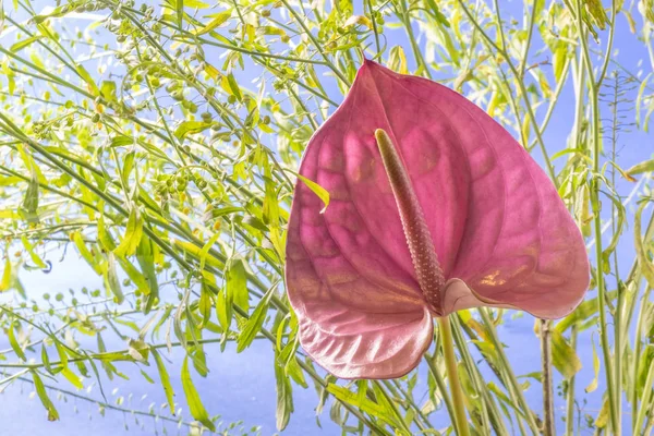 Ένα μωβ λουλούδι spathiphyllum σε πράσινο φόντο λουλούδι — Φωτογραφία Αρχείου