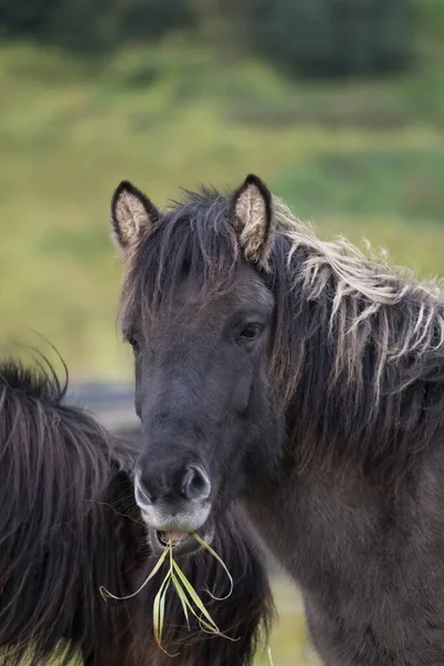 Divertente portret grigio islandese per cavalli, in un campo che mangia erba, Islanda — Foto Stock