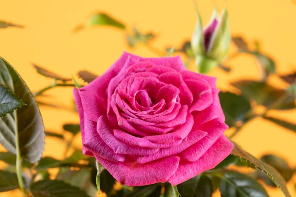 Blomma av rosa rosor på orange bakgrund — Stockfoto