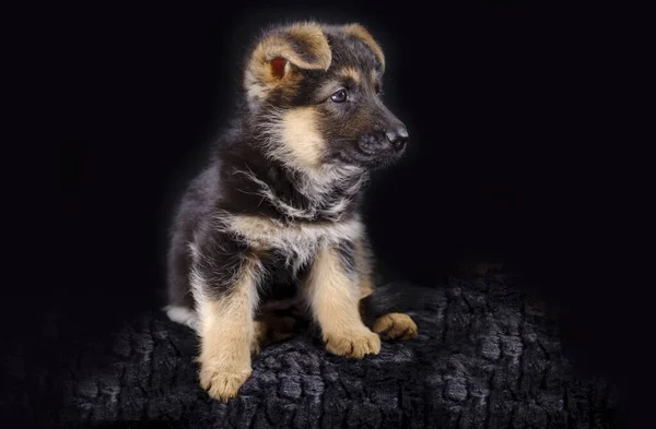 7 haftalık Alman çoban köpeğinin portresi. Yavru oturuyor, siyah arka plan, fotokopi alanı.