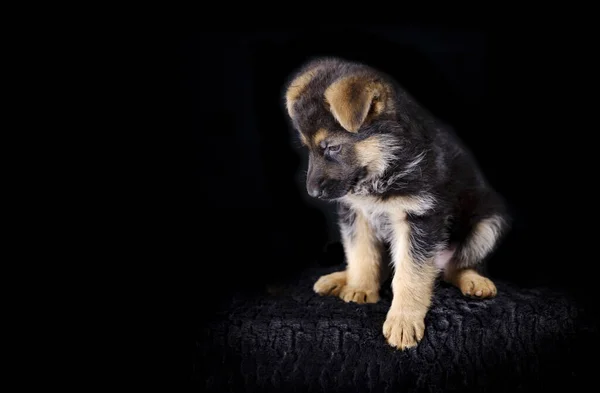 7 haftalık Alman çoban köpeğinin portresi. Yavru oturuyor, siyah arka plan, fotokopi alanı.