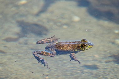 A Green Frog is floating on the surface of the muddy water. Sproat Lake Provincial Park, Vancouver Island, Canada