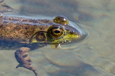 A Green Frog is floating on the surface of the muddy water. Sproat Lake Provincial Park, Vancouver Island, Canada