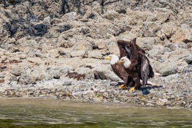 Two white-tailed sea eagles, standing on the stone-strewn beach, they stretch the wings, Vancouver Island