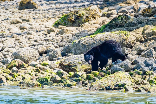 Wilder Schwarzbär, Ursus americanus, am felsigen Strand, der durch die Felsen klettert. Vancouver Island, British Columbia, Kanada — Stockfoto