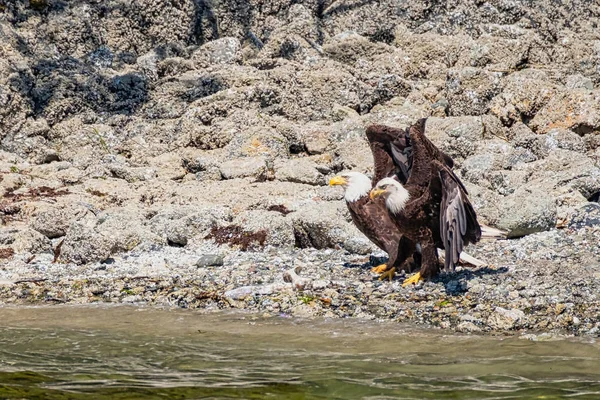 Two white-tailed sea eagles, standing on the stone-strewn beach, they stretch the wings, Vancouver Island — 图库照片