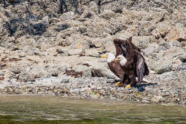 Two white-tailed sea eagles, standing on the stone-strewn beach, they stretch the wings, Vancouver Island
