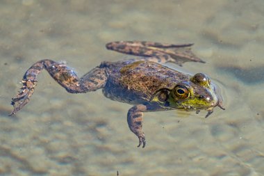 A Green Frog is floating on the surface of the muddy water. Sproat Lake Provincial Park, Vancouver Island, Canada