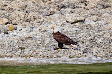 Beyaz kuyruklu bir deniz kartalı, Vancouver Adası 'nın taşlarla kaplı sahilinde duruyor.