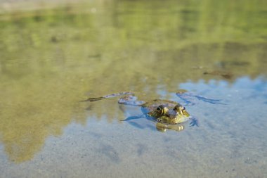 Yaz mevsiminde Sproat Gölü il parkı manzarası, gölde kurbağa, Vancouver Adası, BC, Kanada