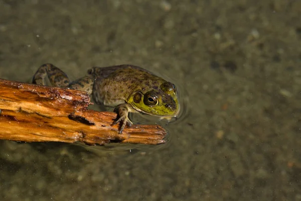 Yaz mevsiminde Sproat Gölü il parkı manzarası, gölde kurbağa, Vancouver Adası, BC, Kanada — Stok fotoğraf