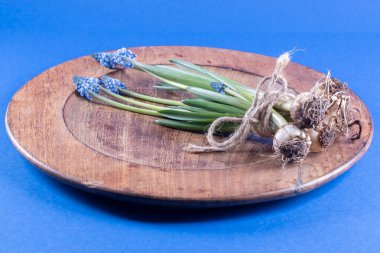 Ahşap bir yüzey üzerinde üzüm sümbülleri, mavi masa.