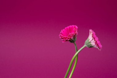 Pembe arka planda iki taze Gerbera çiçeği fotokopi alanı