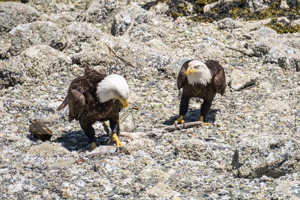 Close-up de duas Águias Carecas em pé na praia e opostas umas às outras, ao lado do rio — Fotografia de Stock