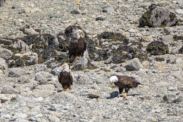 Três Águias Carecas em pé na praia e opostas umas às outras, ao lado do rio — Fotografia de Stock