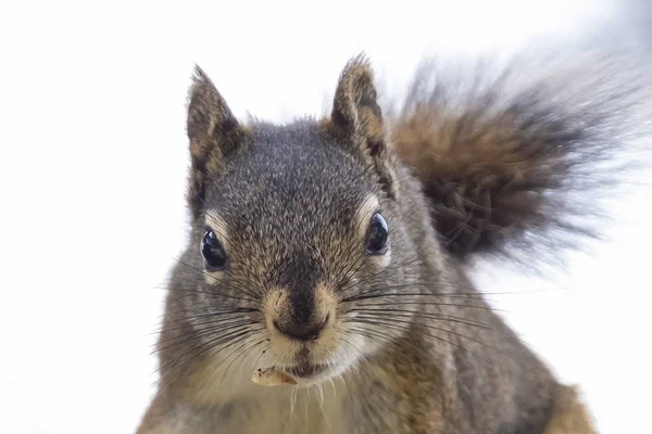 Curious cute brown squirrel,, posing at a pine tree trunk — Stock Photo, Image