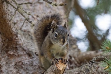 Çam ağacının gövdesinde poz veren tuhaf kahverengi sincap.