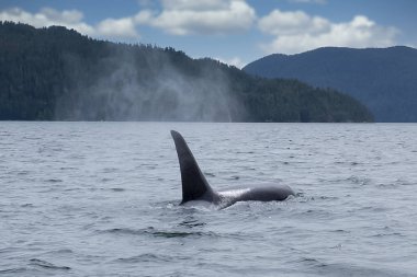 Arka planda Tofino dağlarında katil balina, katil balinanın teknesinden manzara