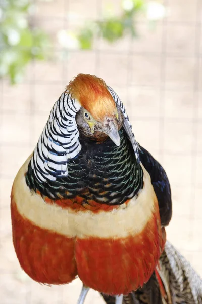 Portrait of a Golden Pheasant, part of animal in front view