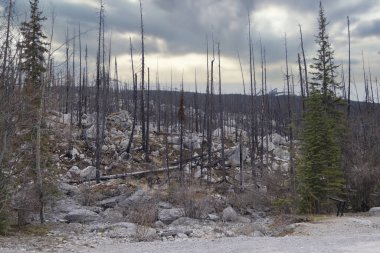 Dead trees destroyed by forest fire, Canada