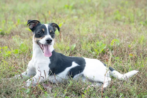 Negro y blanco Jack Russell Terrier posando en un campo —  Fotos de Stock