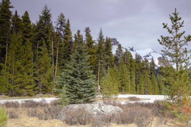 Maligne LakeJasper, Alberta Canada 'da kısmi park manzarası