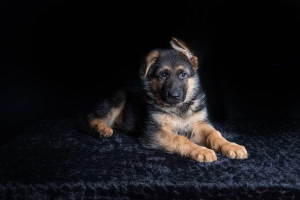 Petit chiot berger allemand mignon couché sur fond noir et regardant droit dans la caméra — Photo