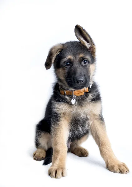 Küçük şirin Alman çoban köpeği beyaz arka planda oturuyor ve doğrudan kameraya bakıyor.