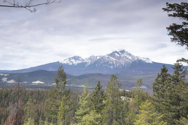 Desierto canadiense en Jasper National Park, Alberta, Canadá — Foto de Stock