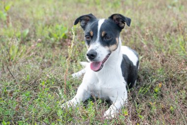 Siyah beyaz Jack Russell Terrier bir tarlada yatıyor.