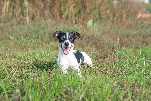 Negro y blanco Jack Russell Terrier posando en un campo — Foto de Stock