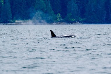Arka planda Tofino ağaçlarında katil balina, katil balinanın teknesinden manzara