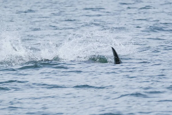 Velryba se potápí ve velkém šplouchnutí v Tofinu, pohled z lodi na velrybu zabijáka — Stock fotografie
