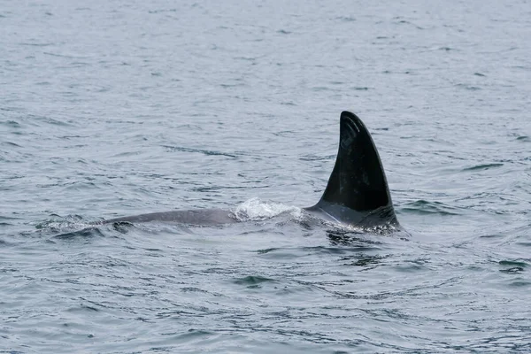 Baleia assassina em Tofino com barbatana acima da água, vista de barco numa baleia assassina — Fotografia de Stock